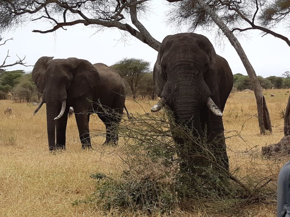 Photo of Tarangire National Park, Tanzania by Aishwarya Rao