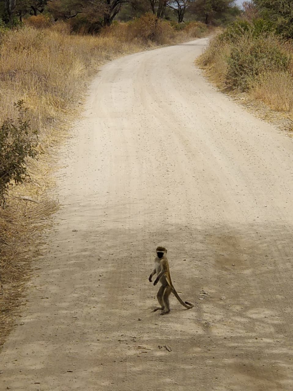 Photo of Tarangire National Park, Tanzania by Aishwarya Rao