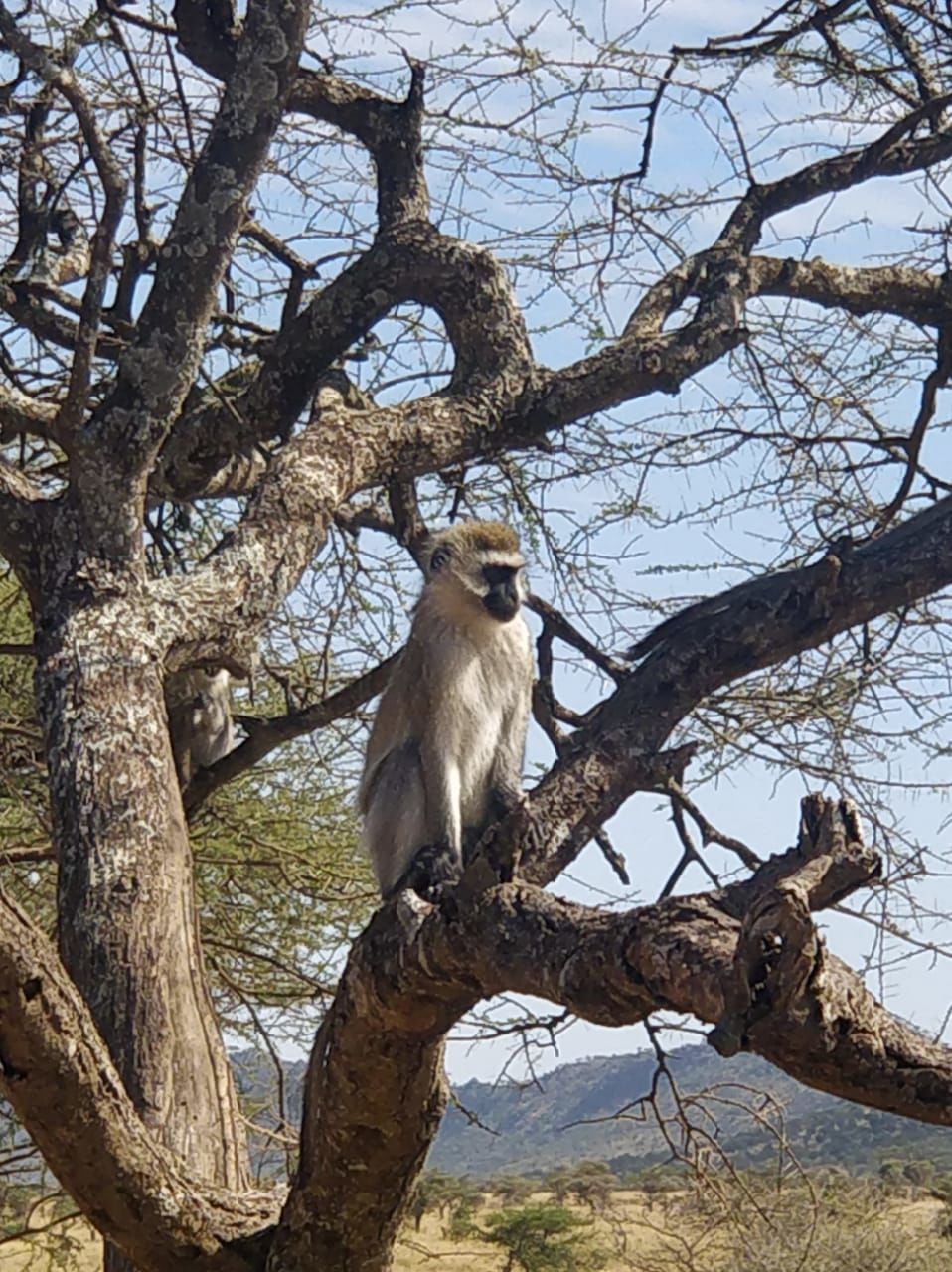 Photo of The Great African Safari #AdventuresinAfrica 2/23 by Aishwarya Rao