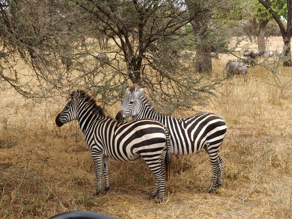 Photo of The Great African Safari #AdventuresinAfrica 3/23 by Aishwarya Rao