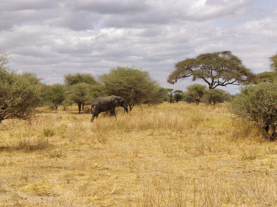 Photo of The Great African Safari #AdventuresinAfrica 4/23 by Aishwarya Rao