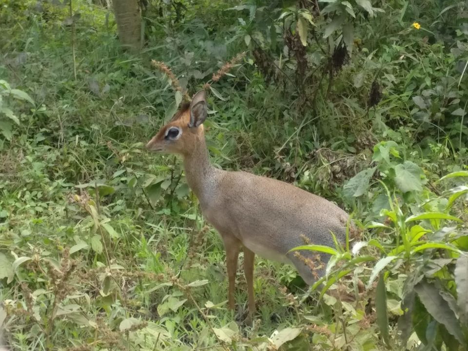 Photo of The Great African Safari #AdventuresinAfrica 5/23 by Aishwarya Rao
