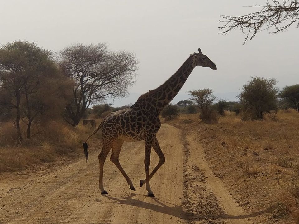 Photo of The Great African Safari #AdventuresinAfrica 6/23 by Aishwarya Rao
