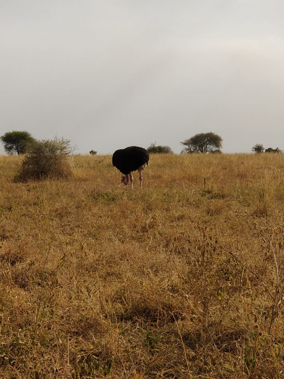 Photo of The Great African Safari #AdventuresinAfrica 7/23 by Aishwarya Rao