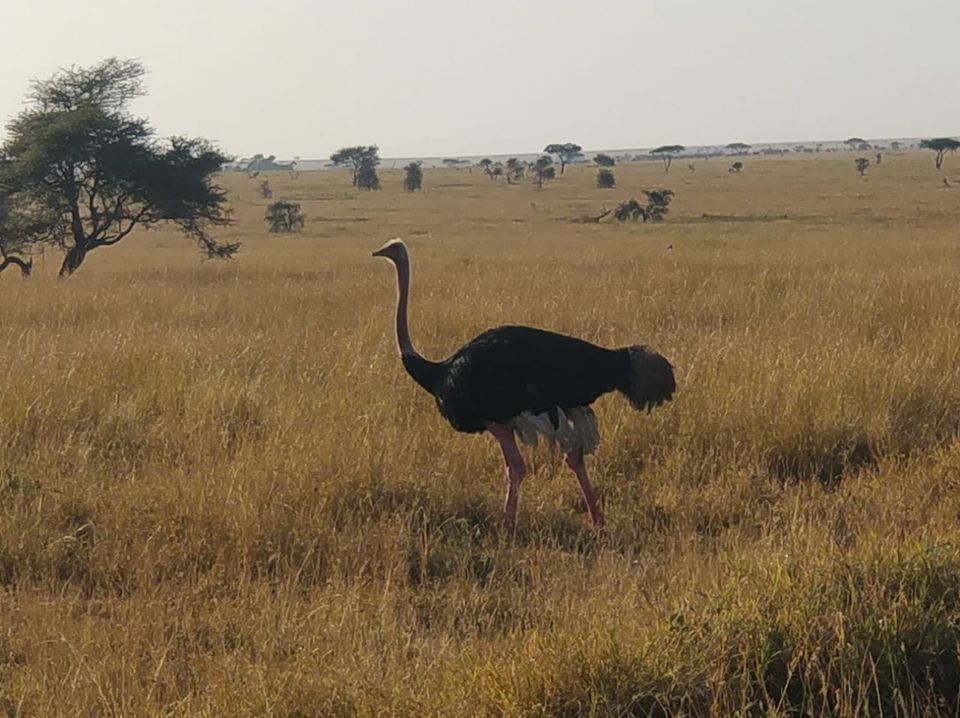 Photo of The Great African Safari #AdventuresinAfrica 10/23 by Aishwarya Rao