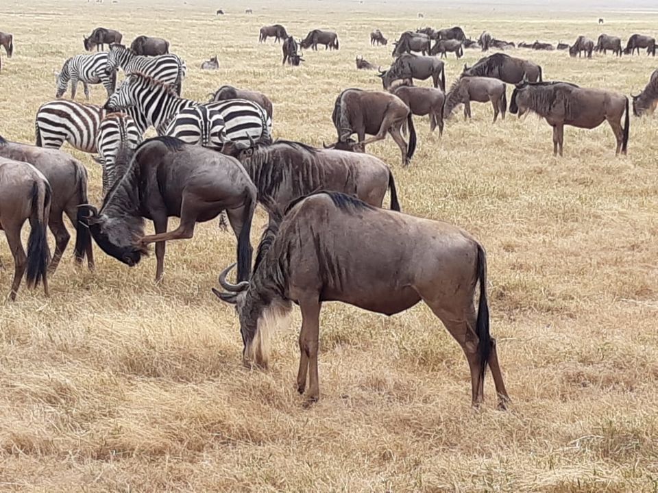 Photo of The Great African Safari #AdventuresinAfrica 11/23 by Aishwarya Rao