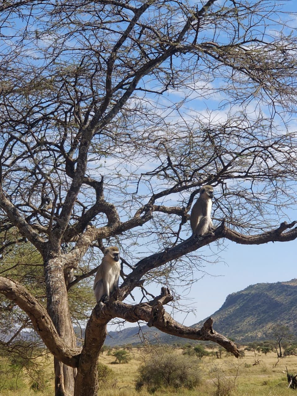 Photo of The Great African Safari #AdventuresinAfrica 12/23 by Aishwarya Rao