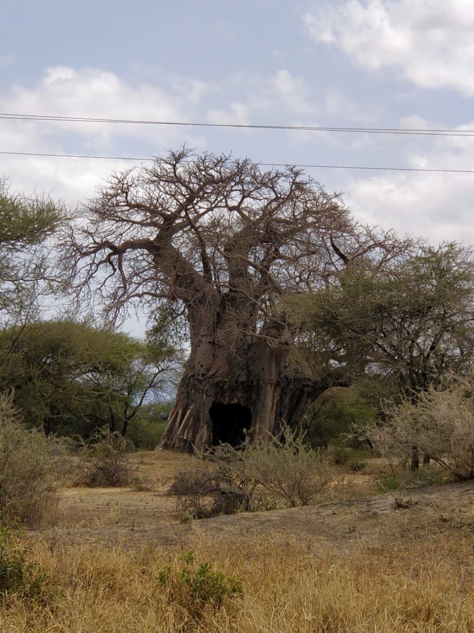 Photo of The Great African Safari by Aishwarya Rao