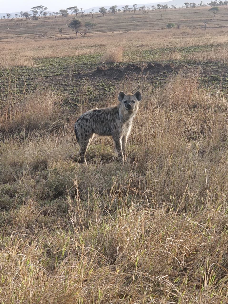 Photo of Serengeti National Park, Tanzania by Aishwarya Rao