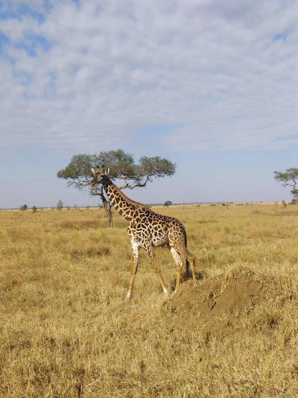 Photo of Serengeti National Park, Tanzania by Aishwarya Rao