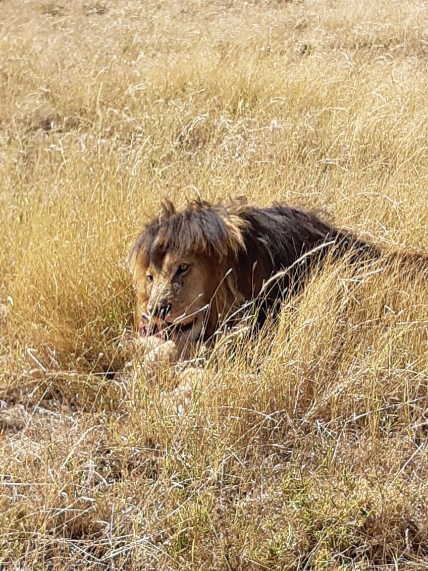 Photo of Serengeti National Park, Tanzania by Aishwarya Rao
