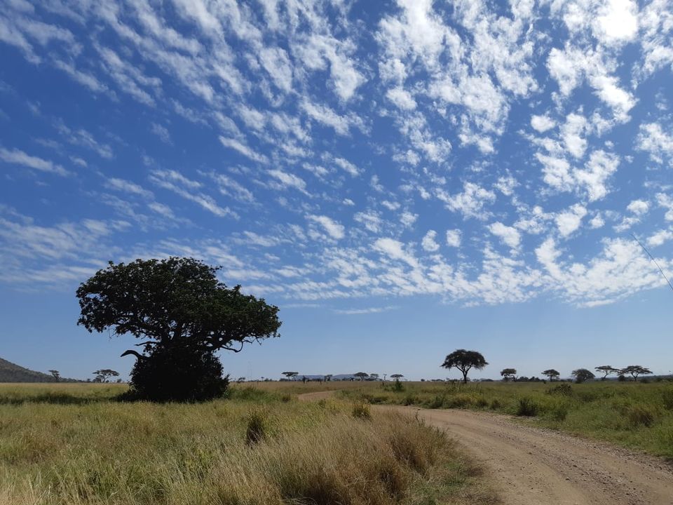 Photo of Serengeti National Park, Tanzania by Aishwarya Rao