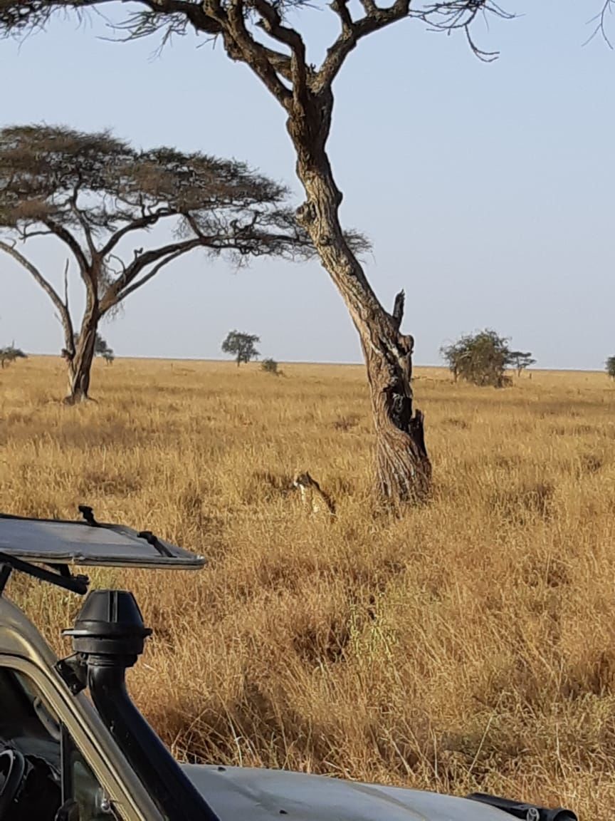 Photo of The Great African Safari by Aishwarya Rao