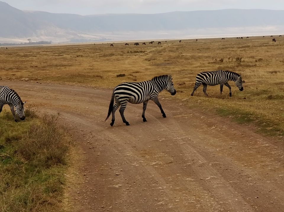 Photo of The Great African Safari #AdventuresinAfrica 13/23 by Aishwarya Rao