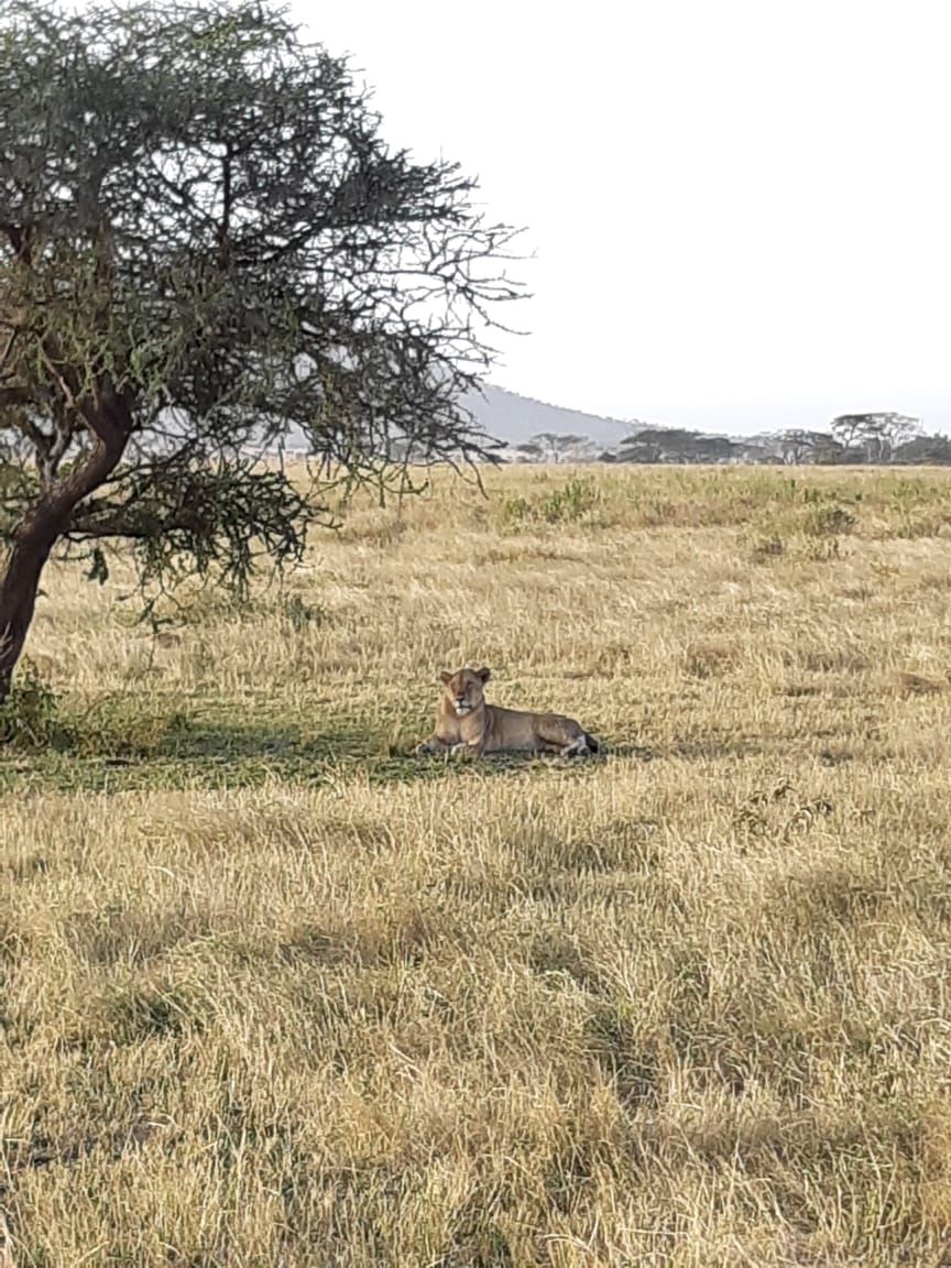 Photo of Serengeti National Park, Tanzania by Aishwarya Rao
