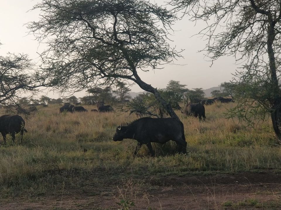 Photo of Serengeti National Park, Tanzania by Aishwarya Rao