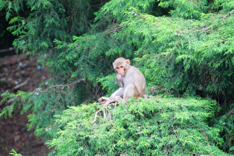 Photo of Kasauli – For that much needed peace of mind 4/93 by Rahul Shankhwar