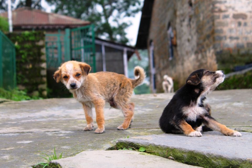 Photo of Kasauli – For that much needed peace of mind 20/93 by Rahul Shankhwar