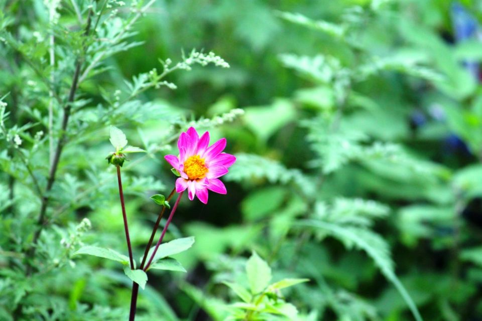 Photo of Kasauli – For that much needed peace of mind 34/93 by Rahul Shankhwar
