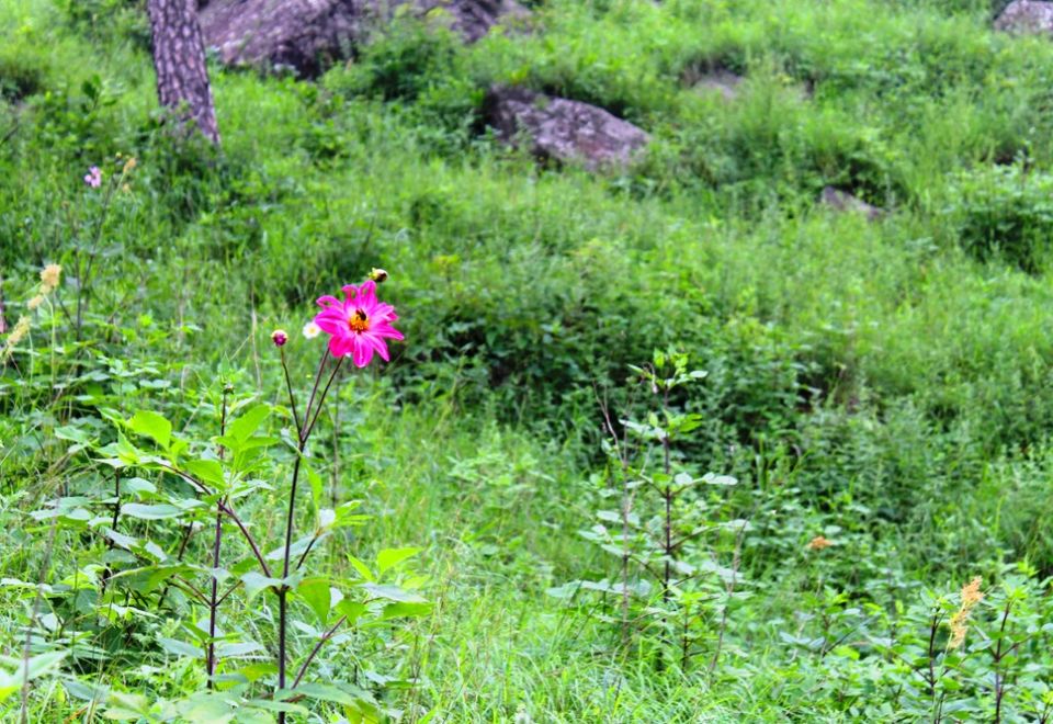 Photo of Kasauli – For that much needed peace of mind 39/93 by Rahul Shankhwar