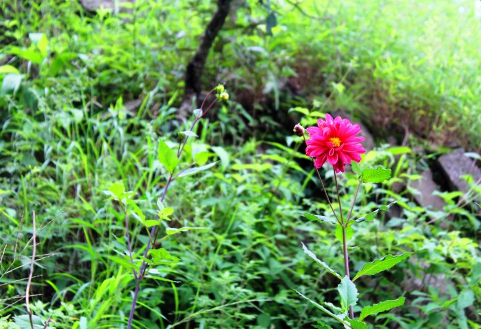 Photo of Kasauli – For that much needed peace of mind 42/93 by Rahul Shankhwar