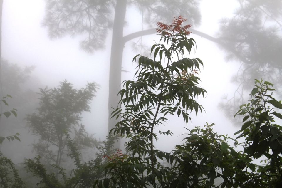 Photo of Kasauli – For that much needed peace of mind 50/93 by Rahul Shankhwar