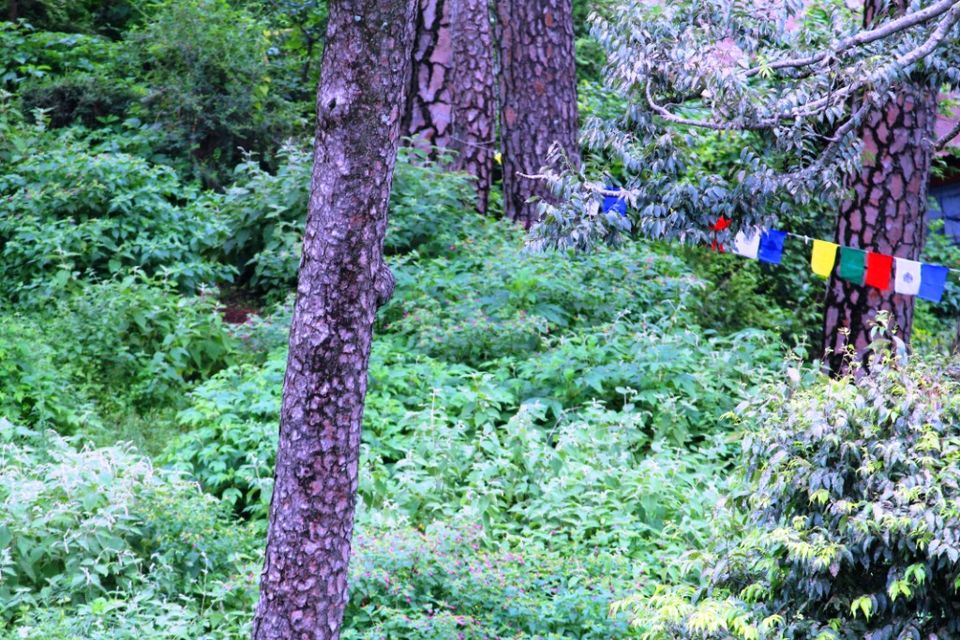 Photo of Kasauli – For that much needed peace of mind 59/93 by Rahul Shankhwar