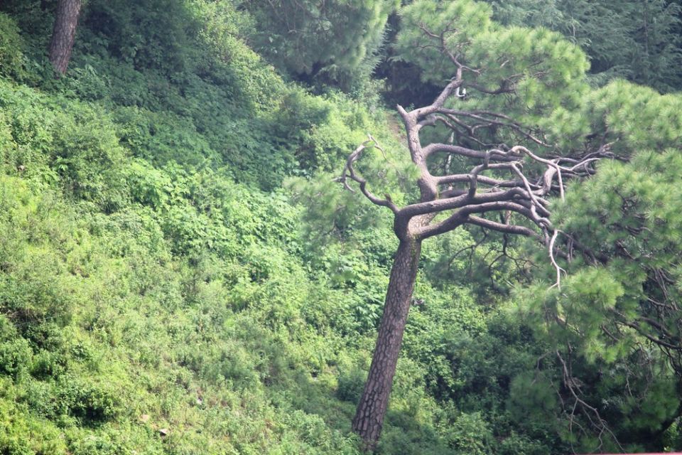 Photo of Kasauli – For that much needed peace of mind 68/93 by Rahul Shankhwar