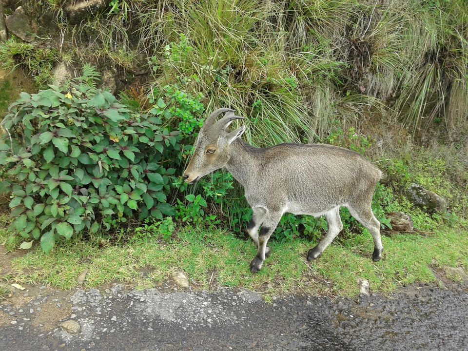 Photo of Being Wild with Nilgiri Tahr: Eravikulam National Park 4/15 by Abhinav Khurana