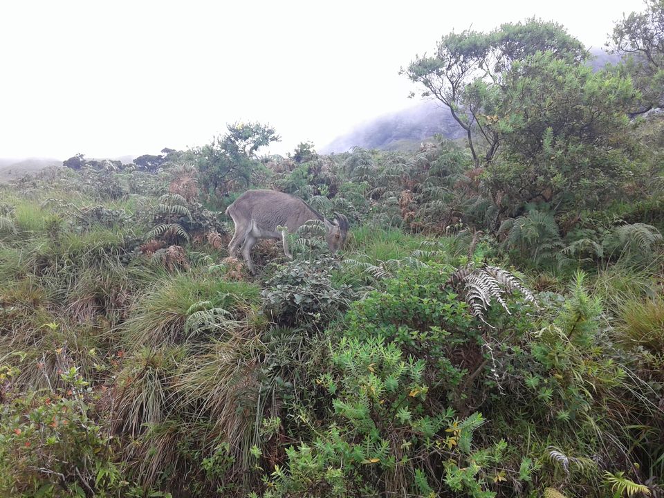 Photo of Being Wild with Nilgiri Tahr: Eravikulam National Park 5/15 by Abhinav Khurana