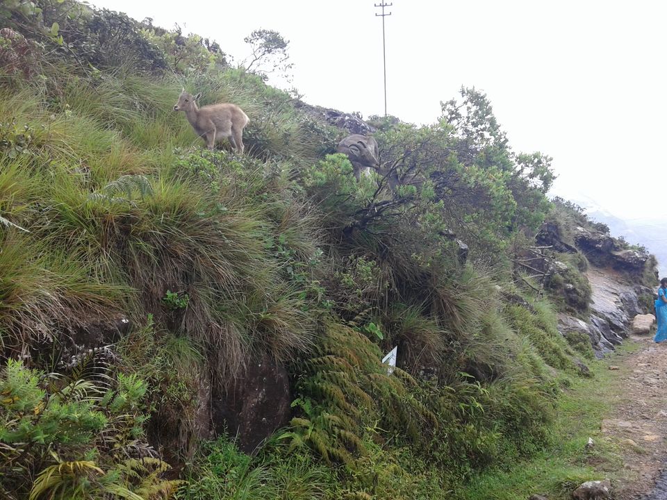 Photo of Being Wild with Nilgiri Tahr: Eravikulam National Park 6/15 by Abhinav Khurana