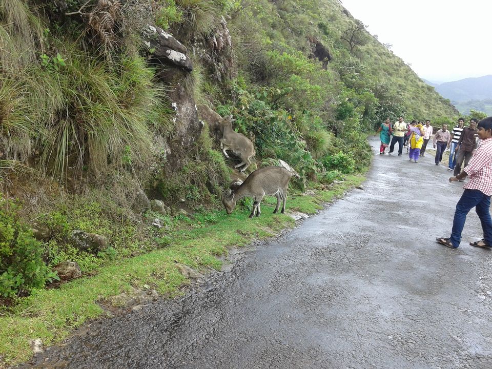 Photo of Being Wild with Nilgiri Tahr: Eravikulam National Park 7/15 by Abhinav Khurana
