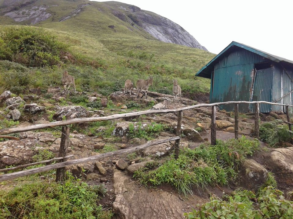 Photo of Being Wild with Nilgiri Tahr: Eravikulam National Park 8/15 by Abhinav Khurana