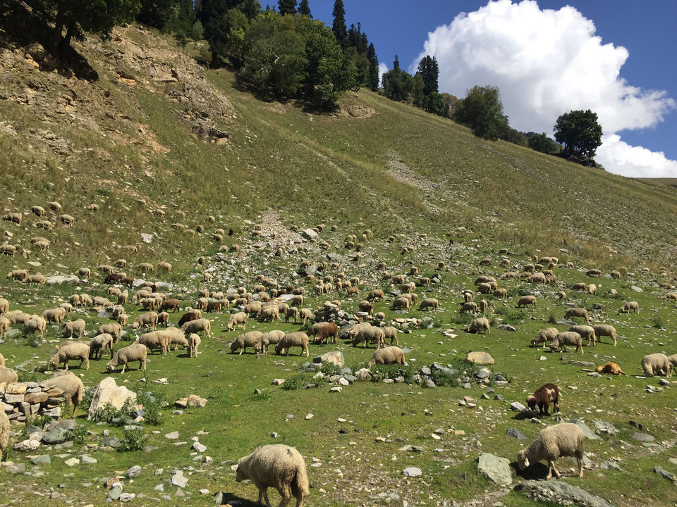Photo of 4 Days Of Autumn In Jammu &Kashmir by Saheli Banerjee