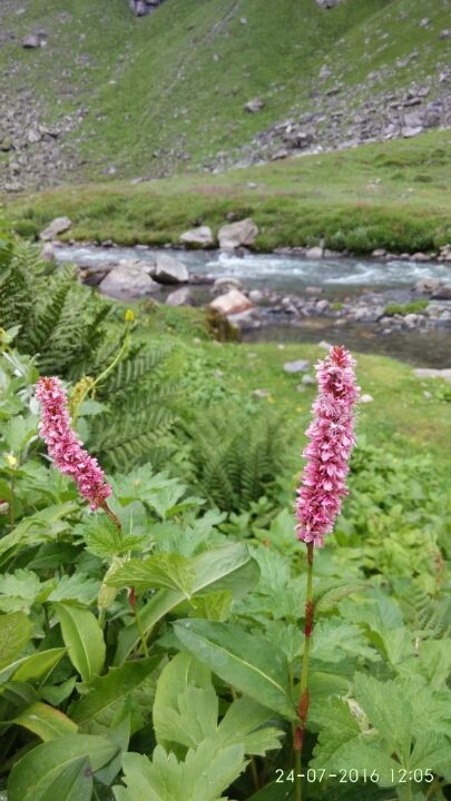 Photo of Hampta, Hampta, Himachal Pradesh 175140 by Pranay Punamiya