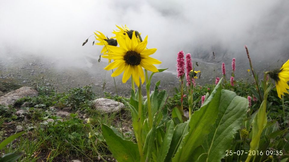 Photo of Hampta, Hampta, Himachal Pradesh 175140 by Pranay Punamiya