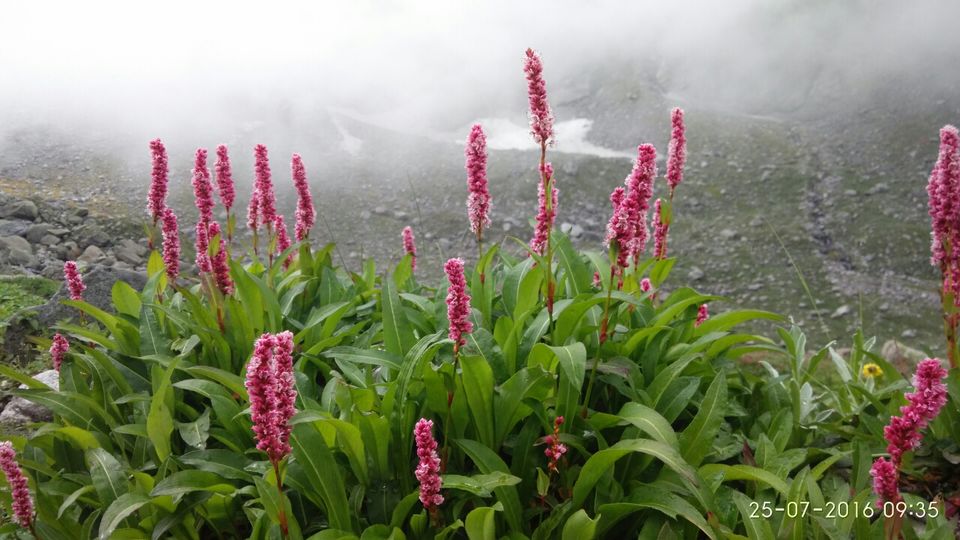 Photo of Hampta, Hampta, Himachal Pradesh 175140 by Pranay Punamiya