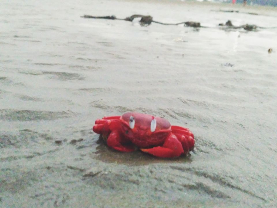 Photo of Budget friendly weekend getaway to Bakhali Beach by Neha Lama