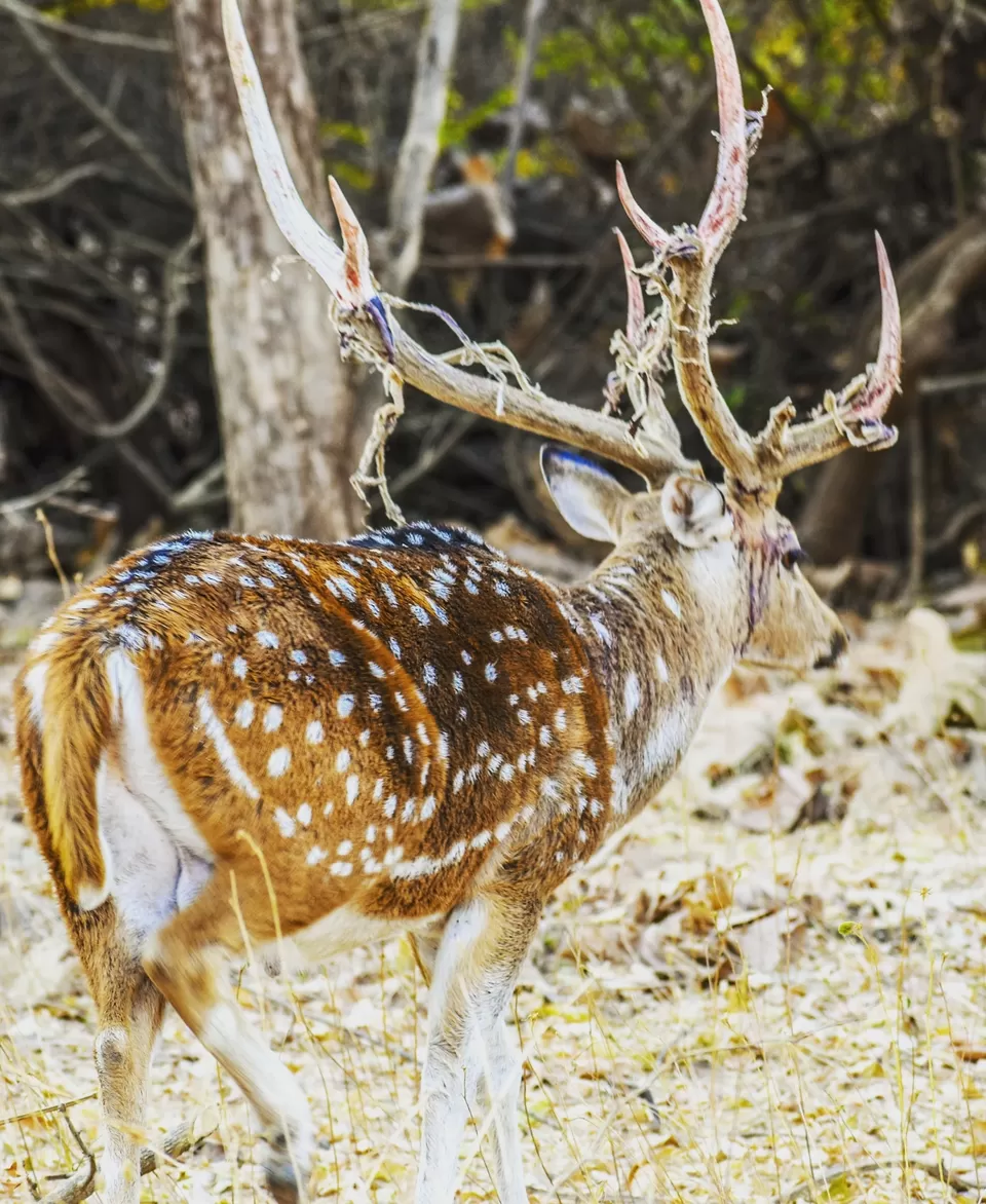 Photo of Gir National Park By Aviral