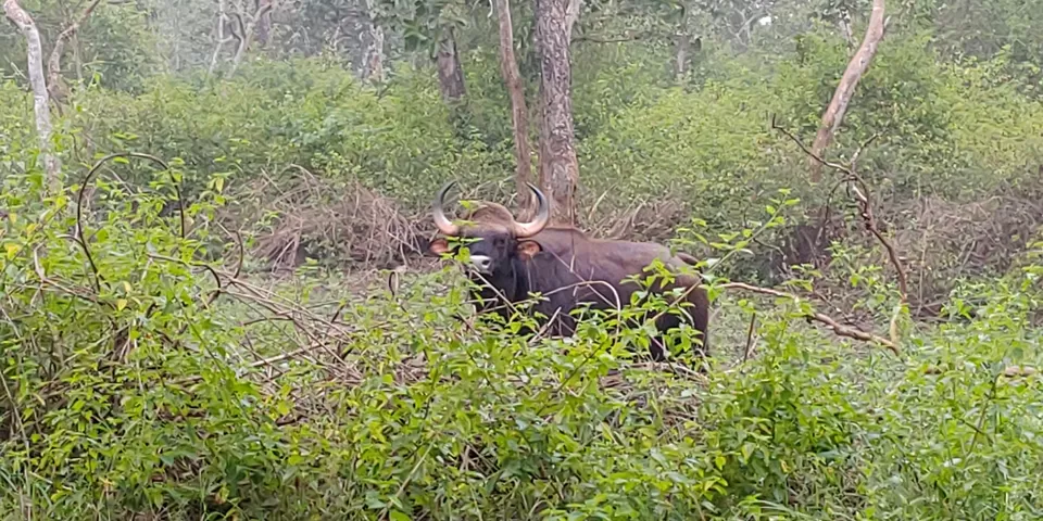 Photo of B.R.Hills, Karnataka, India by Abhinav Dhoundiyal