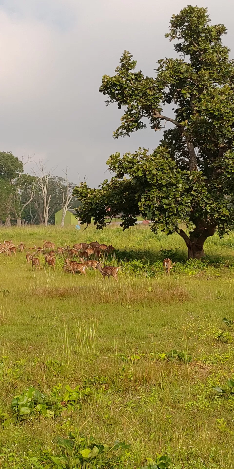 Photo of B.R.Hills, Karnataka, India by Abhinav Dhoundiyal