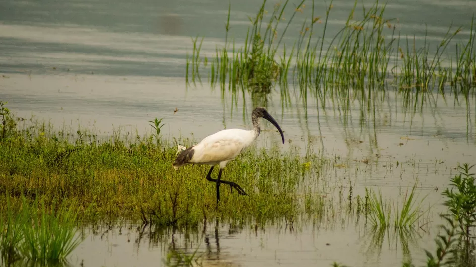 Photo of Kaddam Narayana Reddy Reservoir, Adilabad, Telangana, India by Thunder Trails