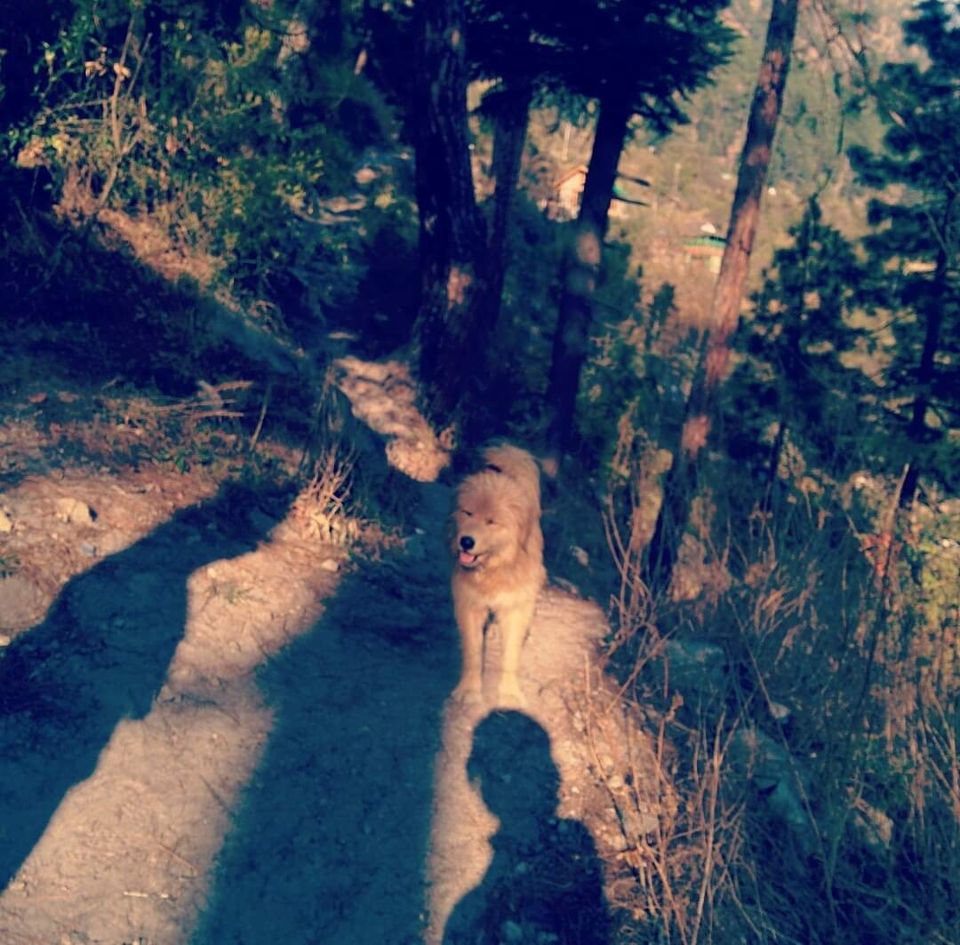 Photo of Himachal Pradesh, India by Dipen Shukla