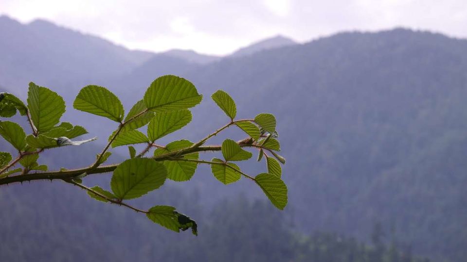 Photo of Jibhi: ‘Home’ Away From Home. 15/19 by Kamla Sharma