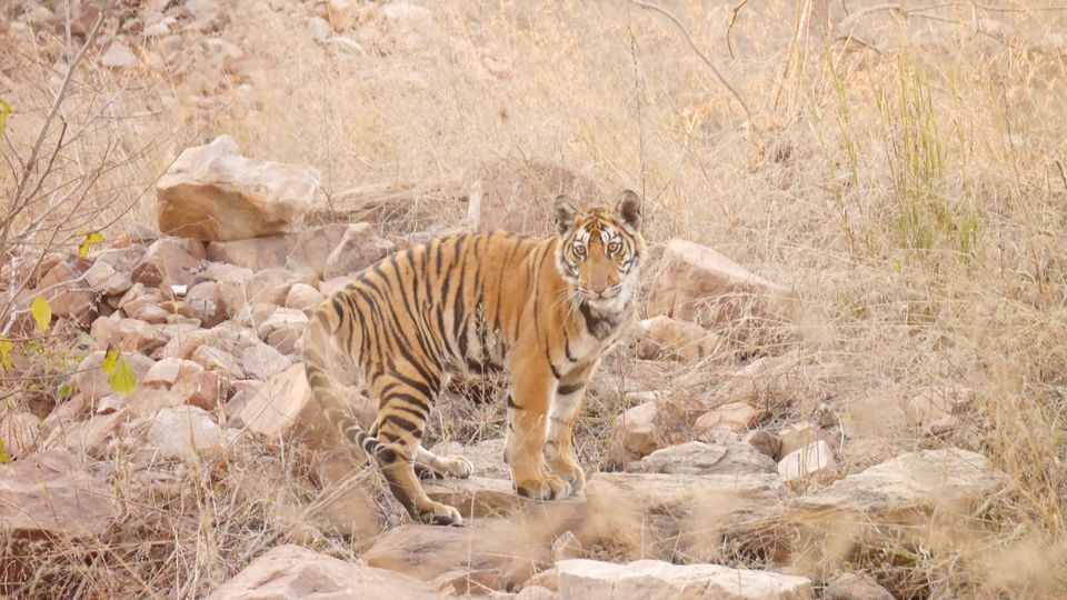 Photo of Panna Tiger Reserve : Breathtaking Journey. 1/23 by Kamla Sharma