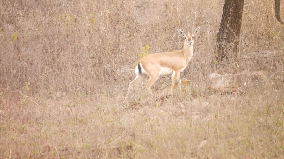 Photo of Panna Tiger Reserve : Breathtaking Journey. 17/23 by Kamla Sharma