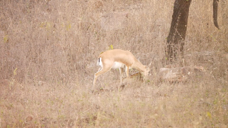 Photo of Panna Tiger Reserve : Breathtaking Journey. 18/23 by Kamla Sharma