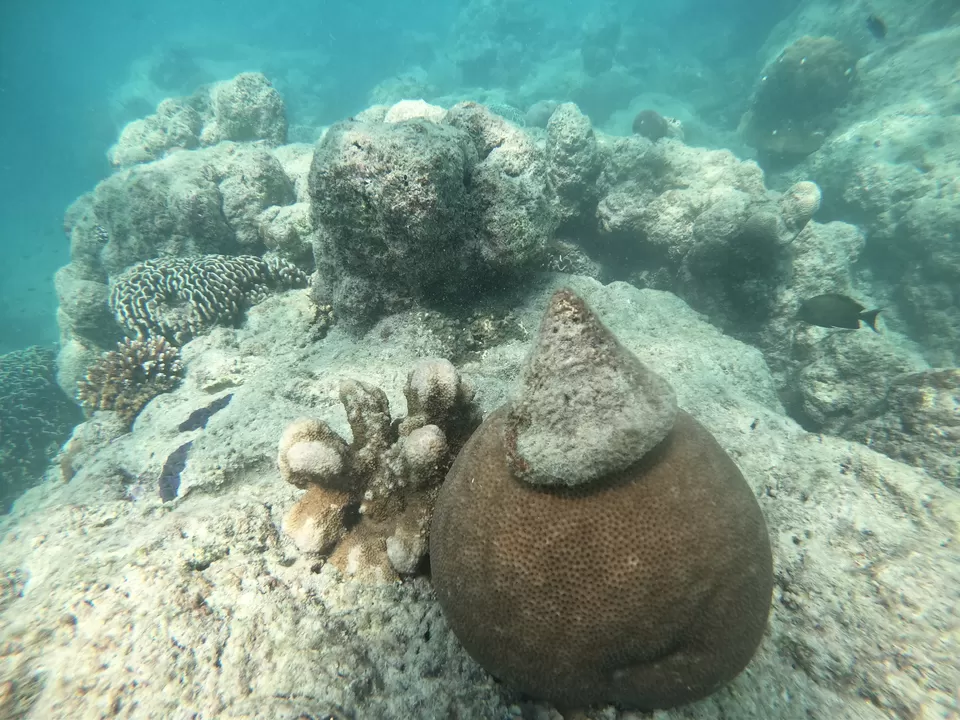 Photo of Baratang, Andaman and Nicobar Islands by Rounak Dey