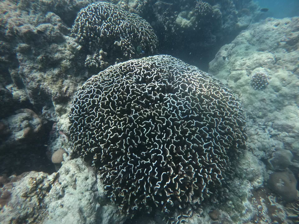 Photo of Baratang, Andaman and Nicobar Islands by Rounak Dey