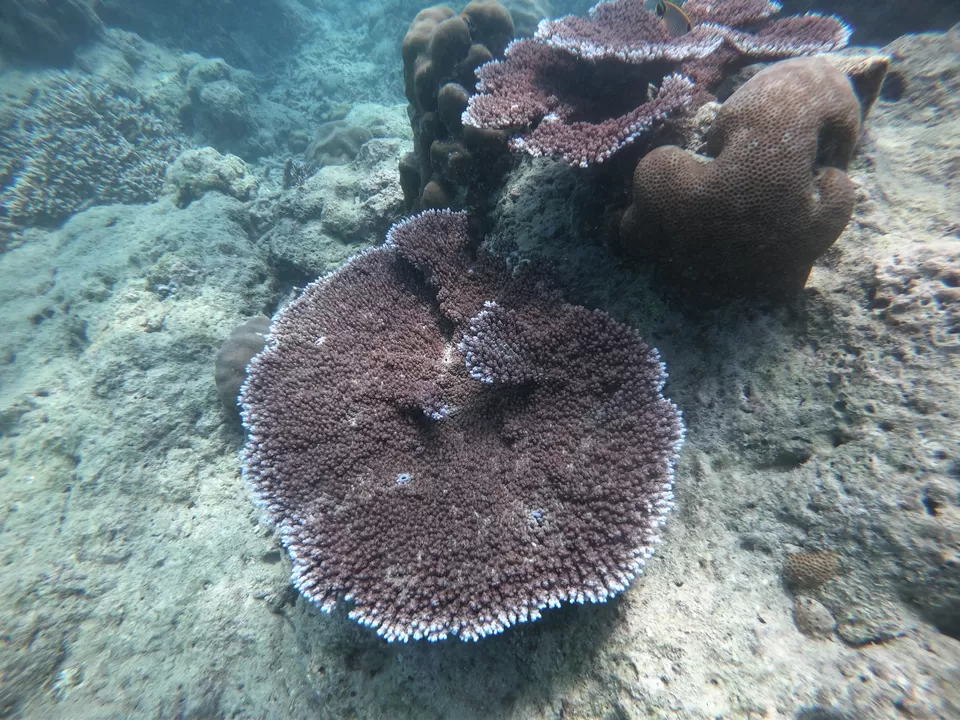 Photo of Baratang, Andaman and Nicobar Islands by Rounak Dey